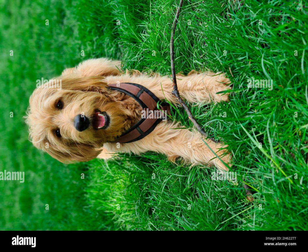 jeune chien dans la prairie (mini-traîneau à chiens) Banque D'Images