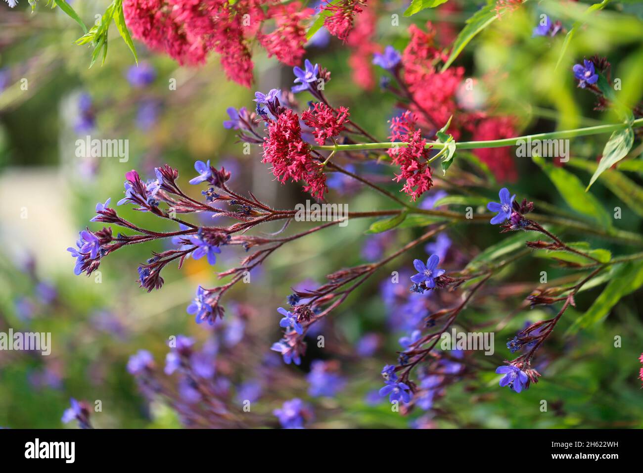 surfleur rouge (centranthus ruber) et langue de boeuf italienne (anchusa azurea) Banque D'Images