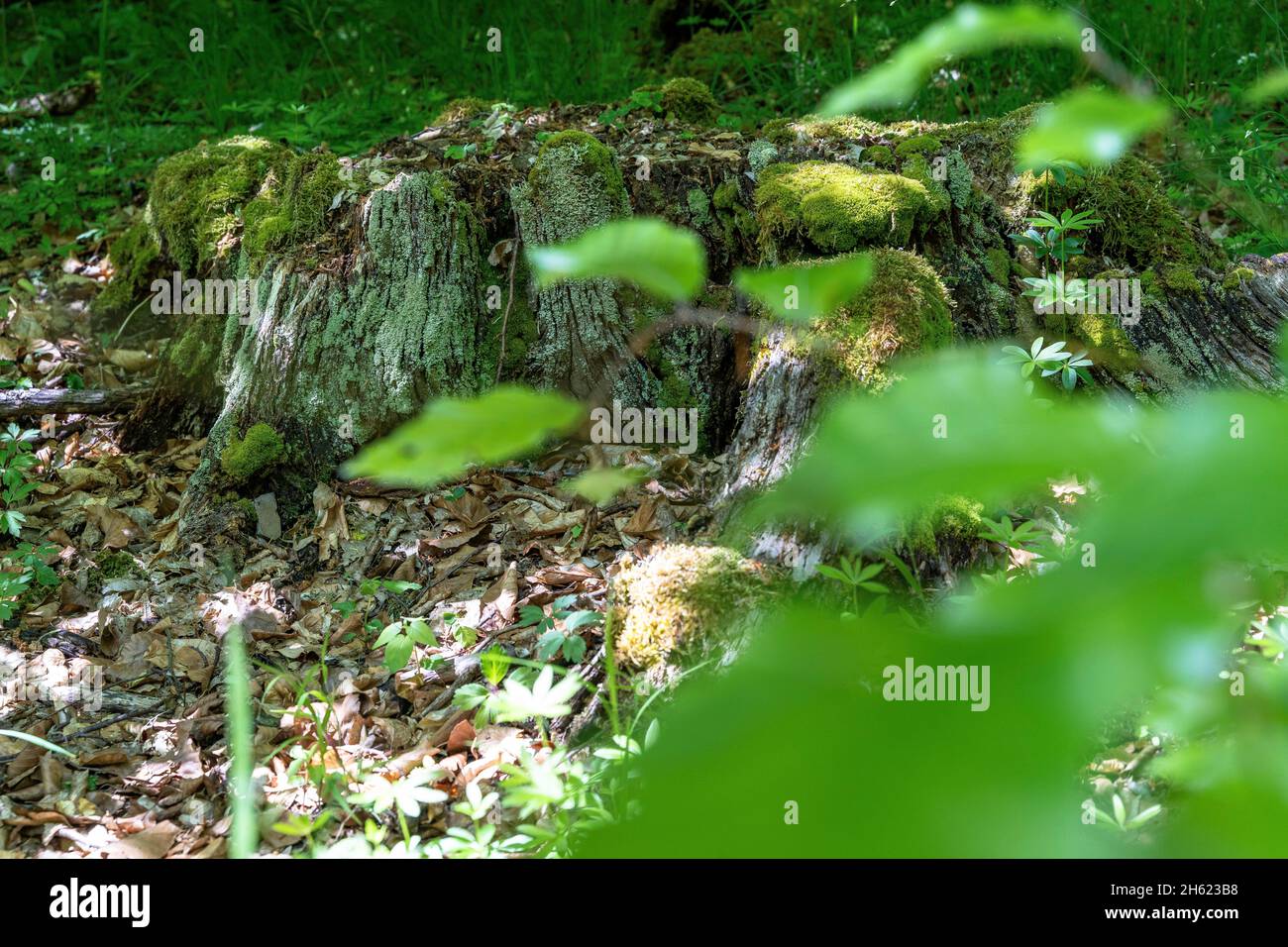 europe,allemagne,bade-wurtemberg,région de schönbuch,waldenbuch,souche d'arbre recouverte de mousse sur le plancher de la forêt Banque D'Images