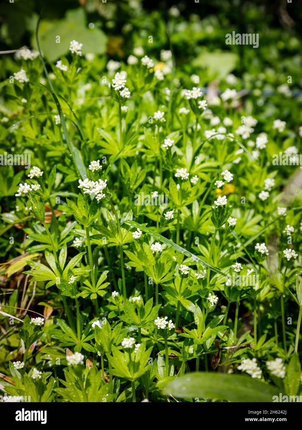 woodruff avec fleurs en mai Banque D'Images