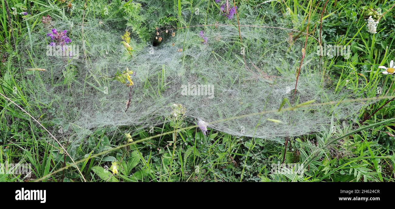 les toiles d'araignées les plus fines de la forêt ombelle entre les buissons de bleuets et sur les prés fourragers Banque D'Images