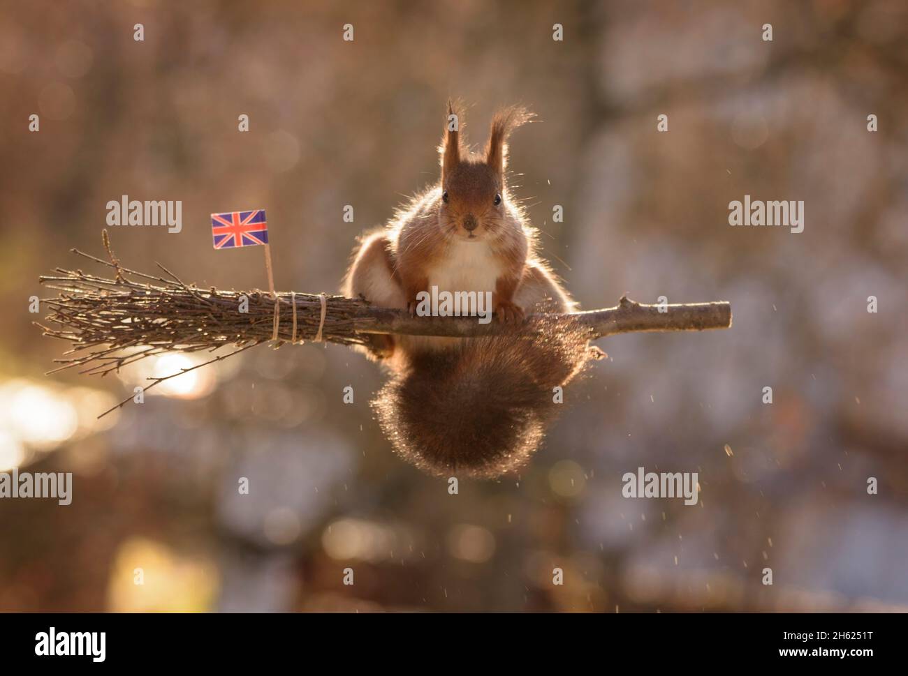 L'écureuil roux est l'escalade sur un balai avec drapeau britannique Banque D'Images