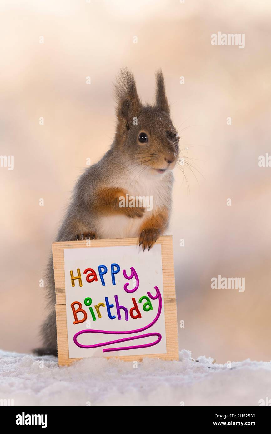 L Ecureuil Roux Avec Un Joyeux Anniversaire Sign Photo Stock Alamy