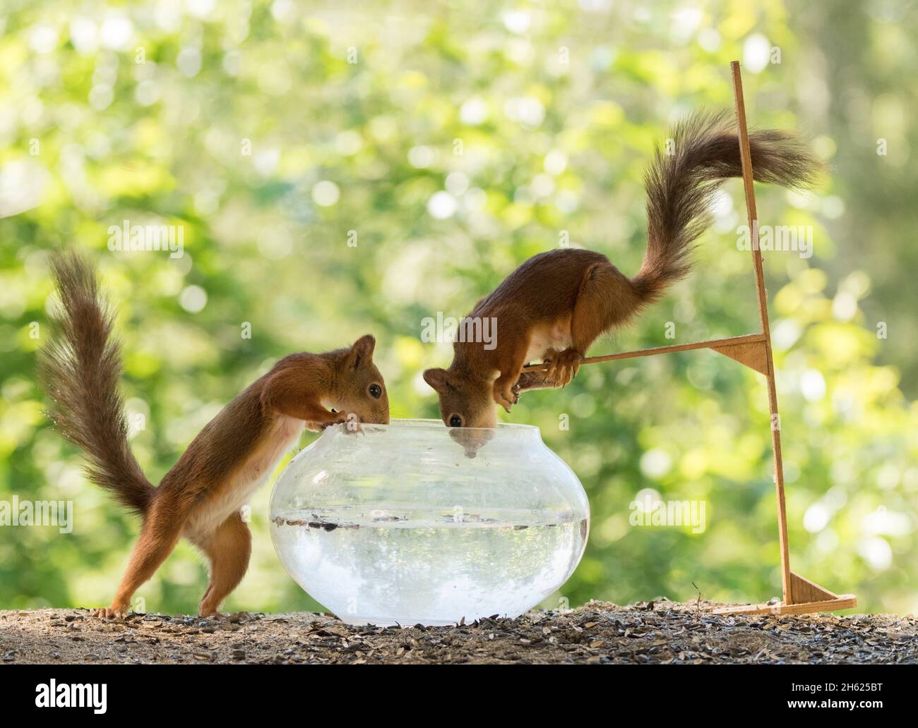 écureuils rouges avec eau, bol et planche de plongée Banque D'Images