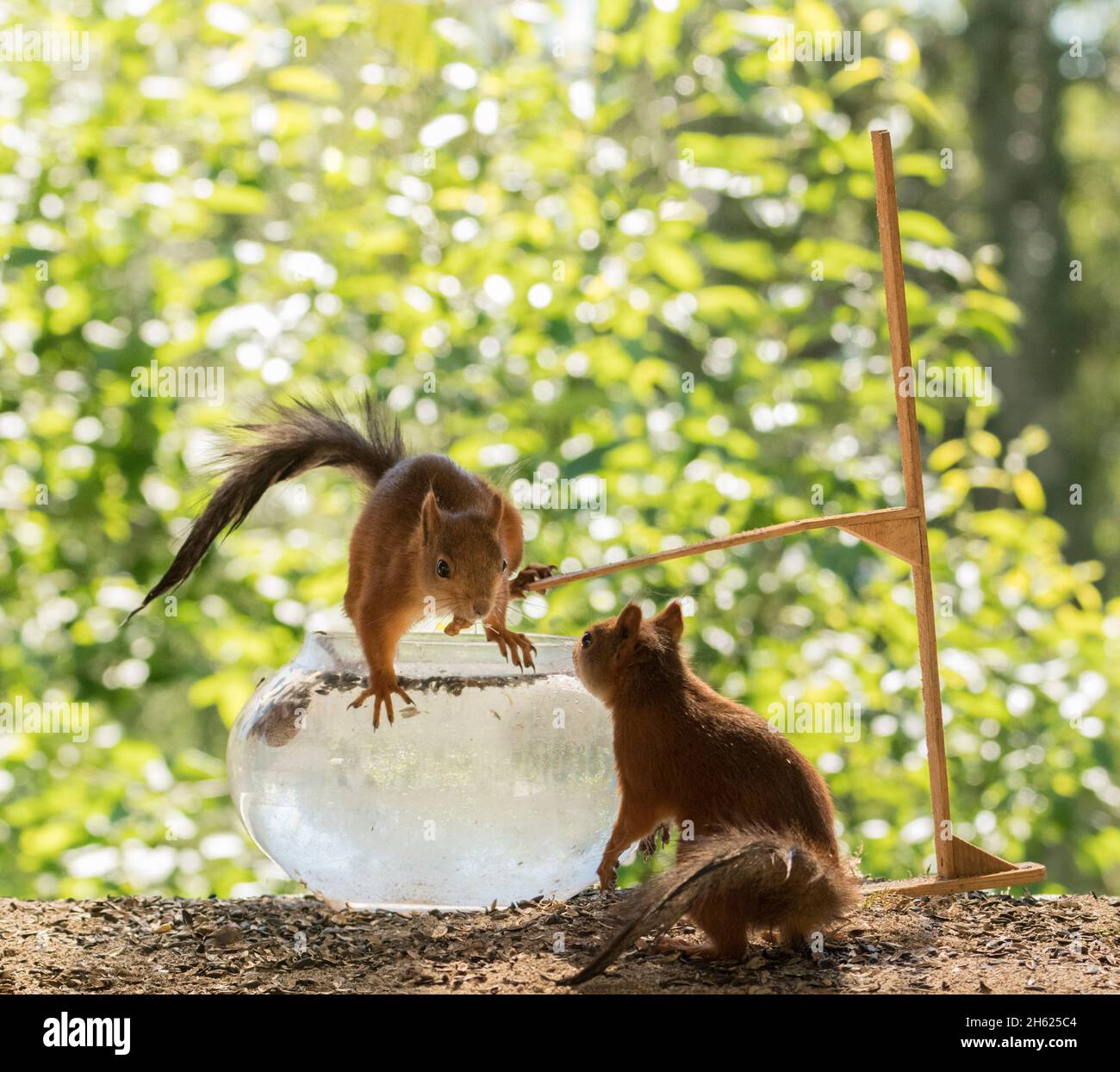 écureuils rouges avec eau, bol et planche de plongée Banque D'Images