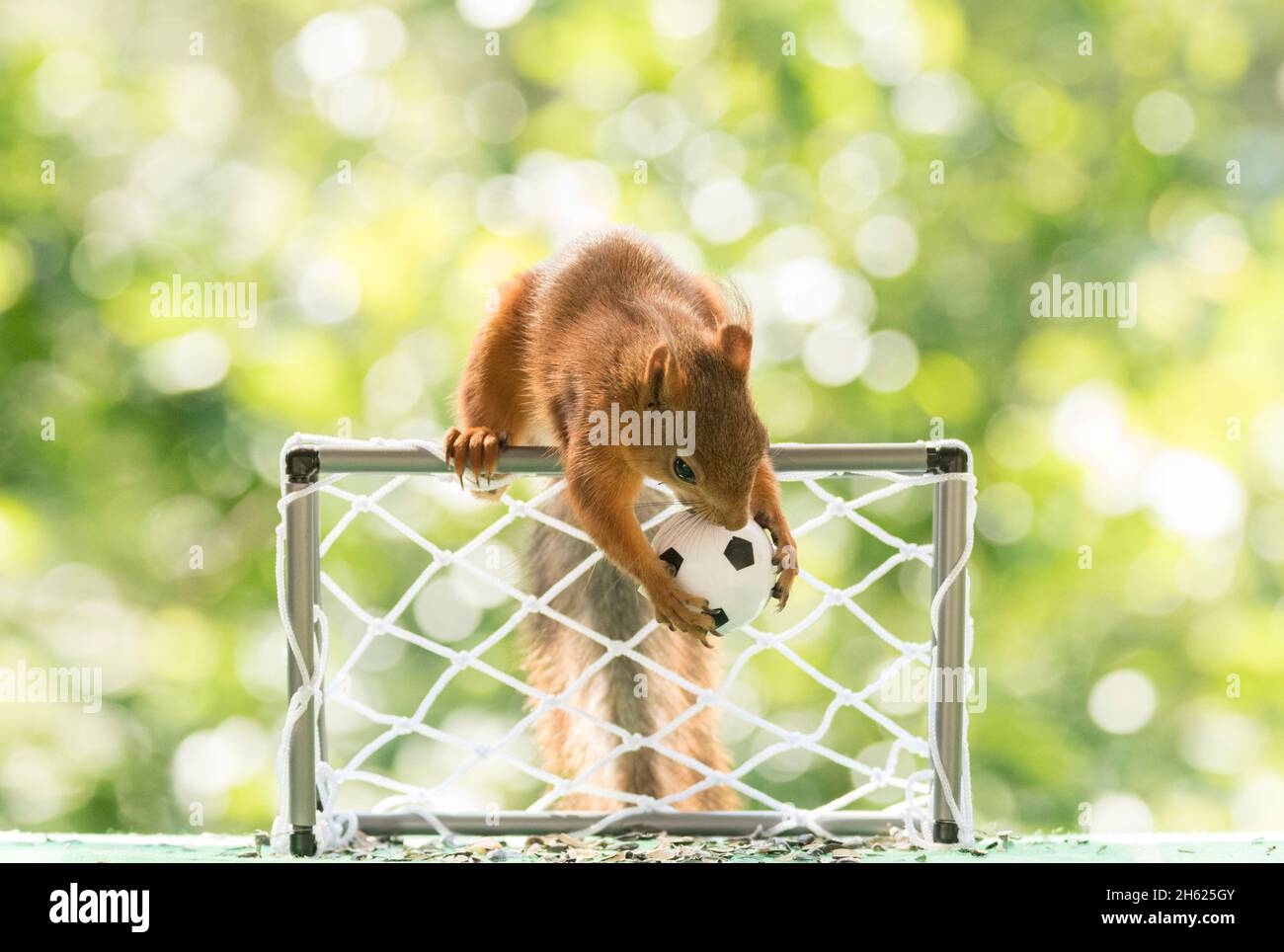 l'écureuil roux tient un ballon de football Banque D'Images