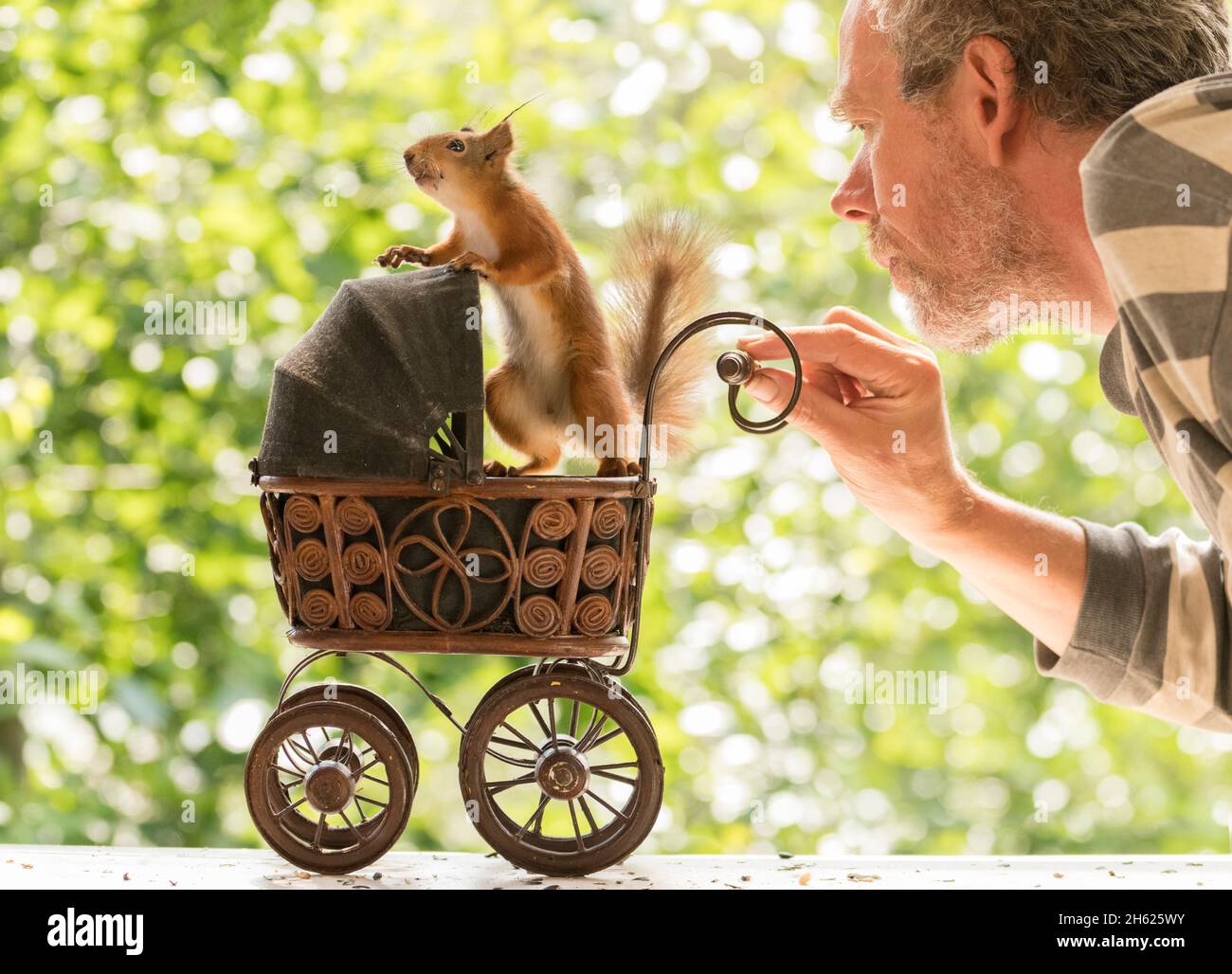 écureuil rouge et homme avec une poussette de bébé Banque D'Images