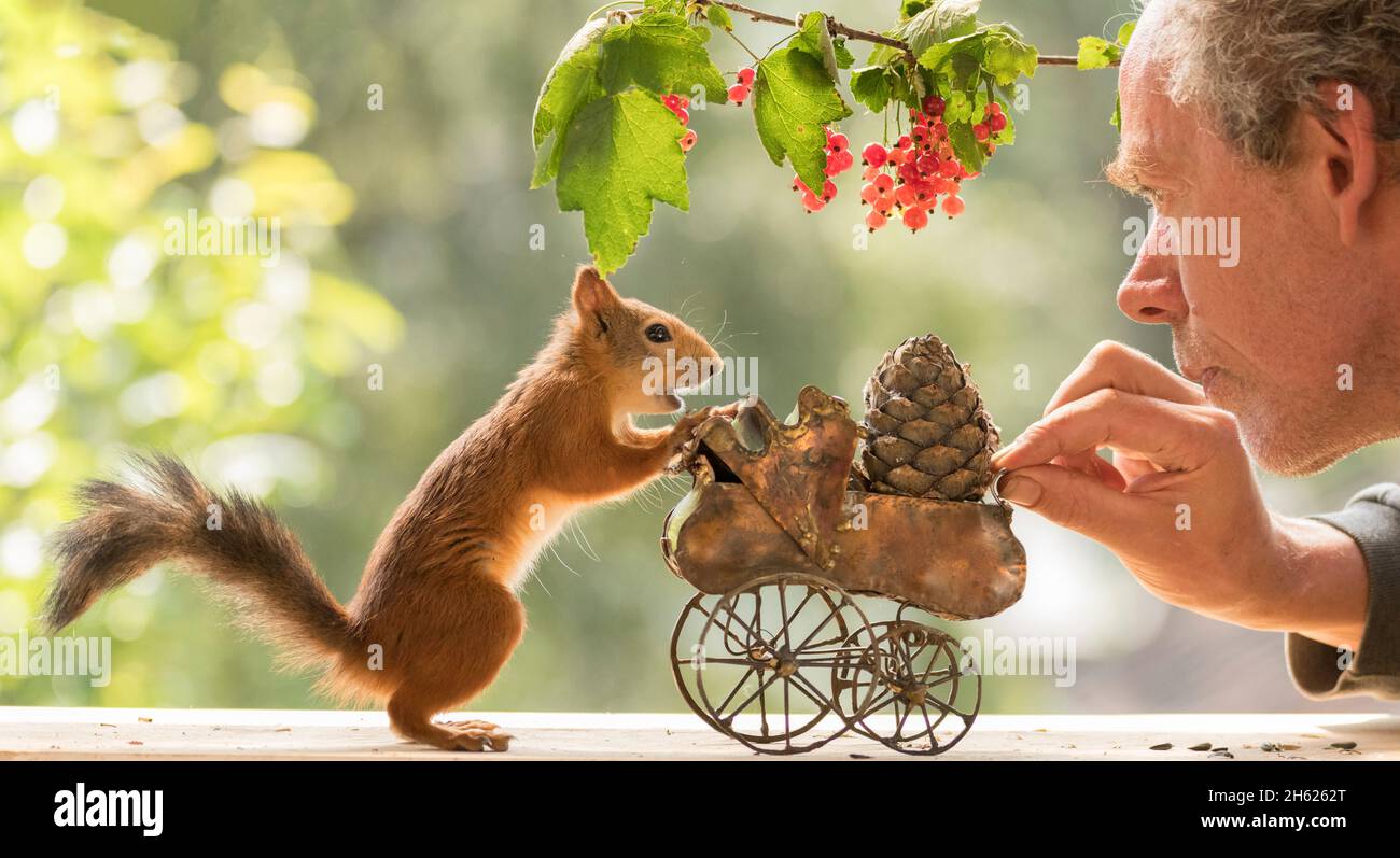 écureuil rouge et homme debout avec une poussette de bébé Banque D'Images