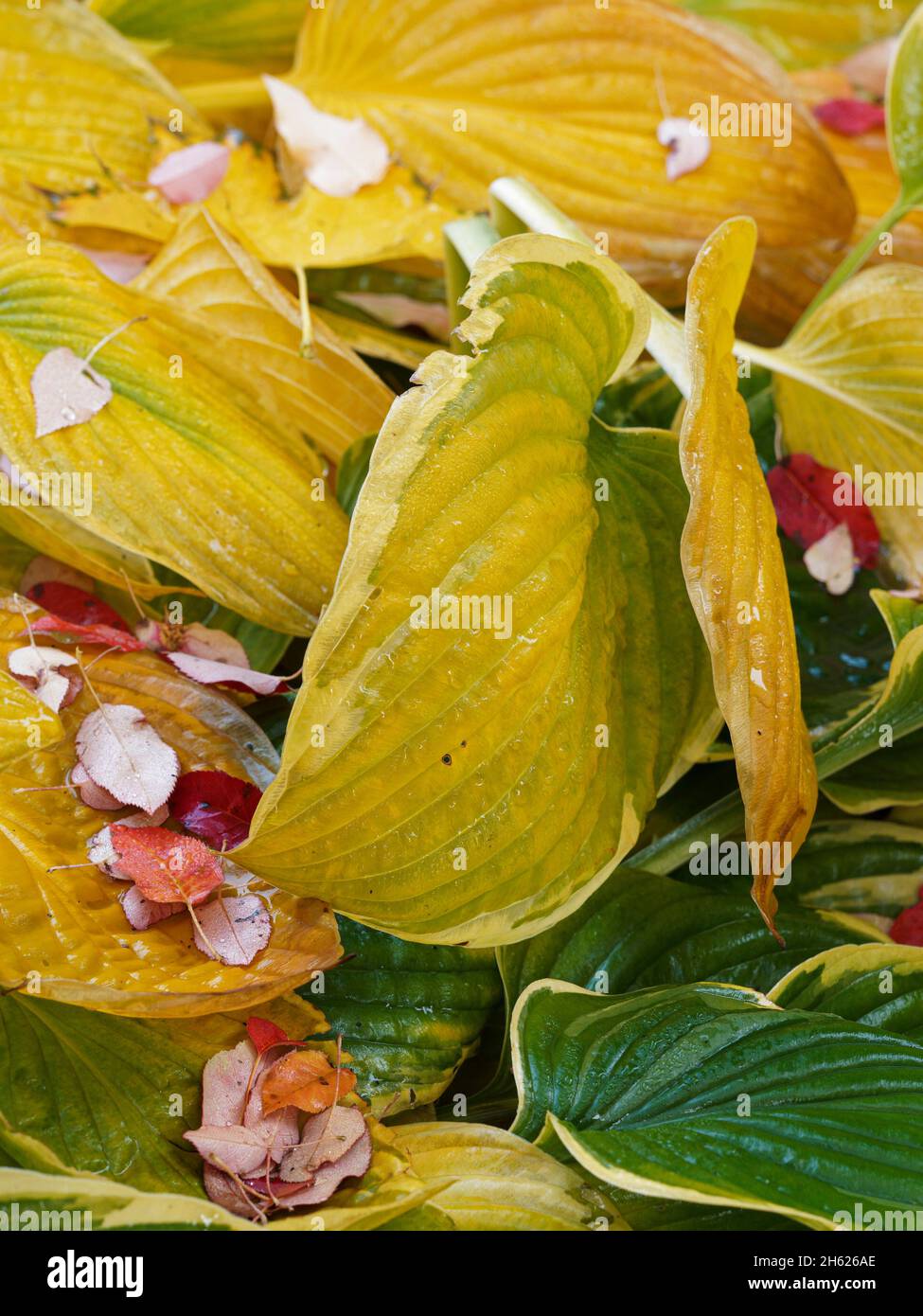 saison d'automne au canada,ontario,feuilles de serviceberry tombées sur les feuilles de hosta,humidité,nature,gouttes d'eau,humide Banque D'Images
