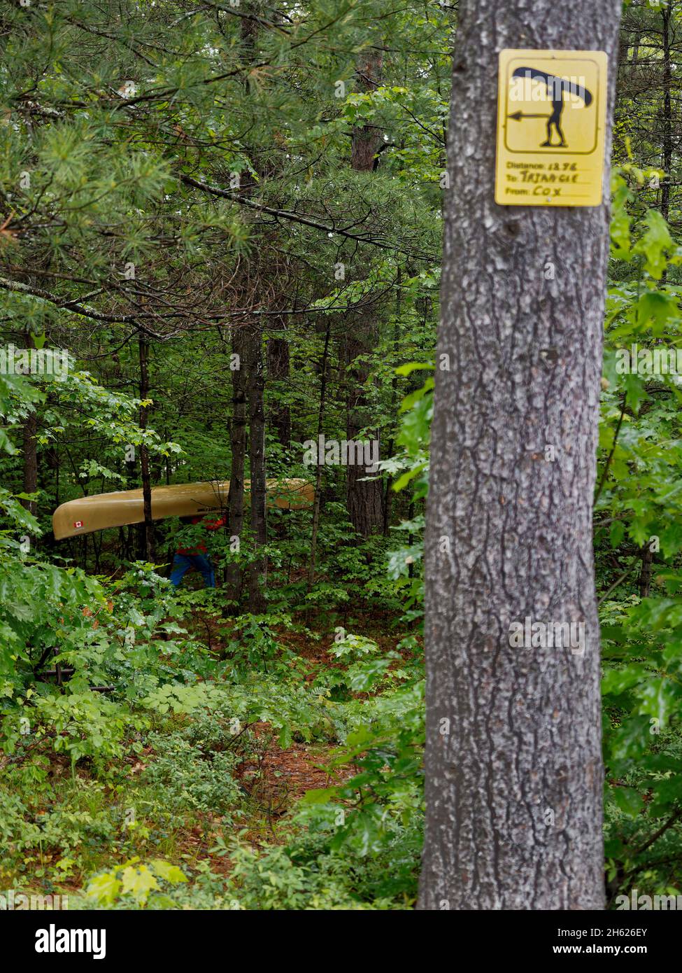 camping au canada,ontario,parc provincial kawartha highlands,portage de canot,sentier,marqueur de sentier sur un arbre Banque D'Images