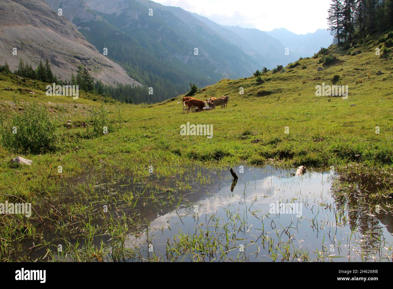 autriche,tyrol,klein christen,samertal sur le chemin de pfeishütte,montagnes,alpes,karwendel montagnes,paysage de montagne,idylles,vaches,race: bétail brun tyrolien et bestiaux simmental,jeunes vaches,vache,troupeau de vaches,atmosphérique,été,roches,nature, Banque D'Images