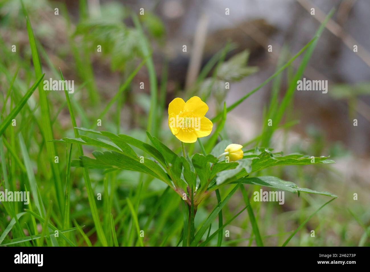 l'anémone jaune (anémone ranunculoides) Banque D'Images