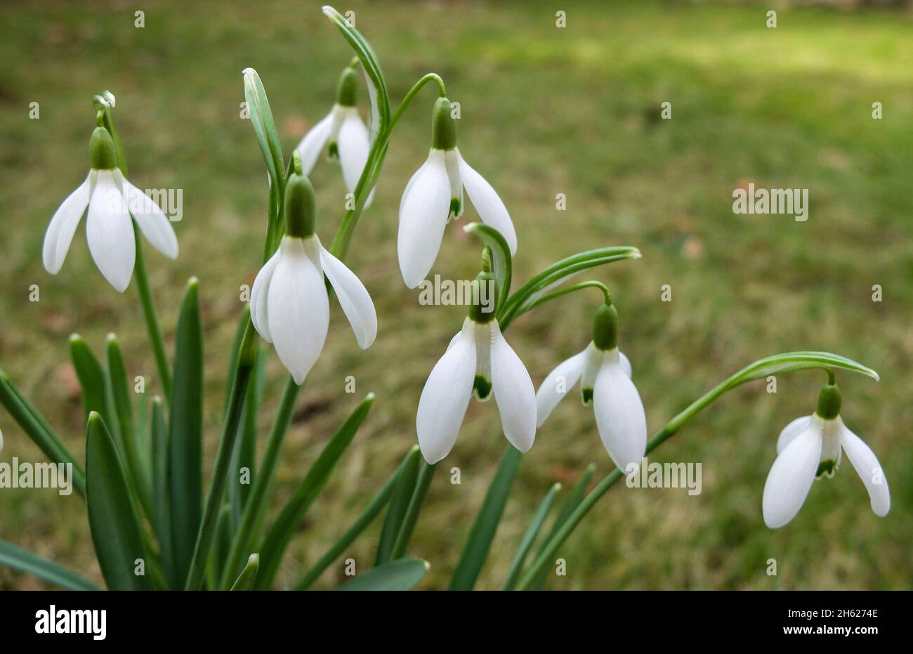 Perce-neige (Galanthus nivalis) Banque D'Images