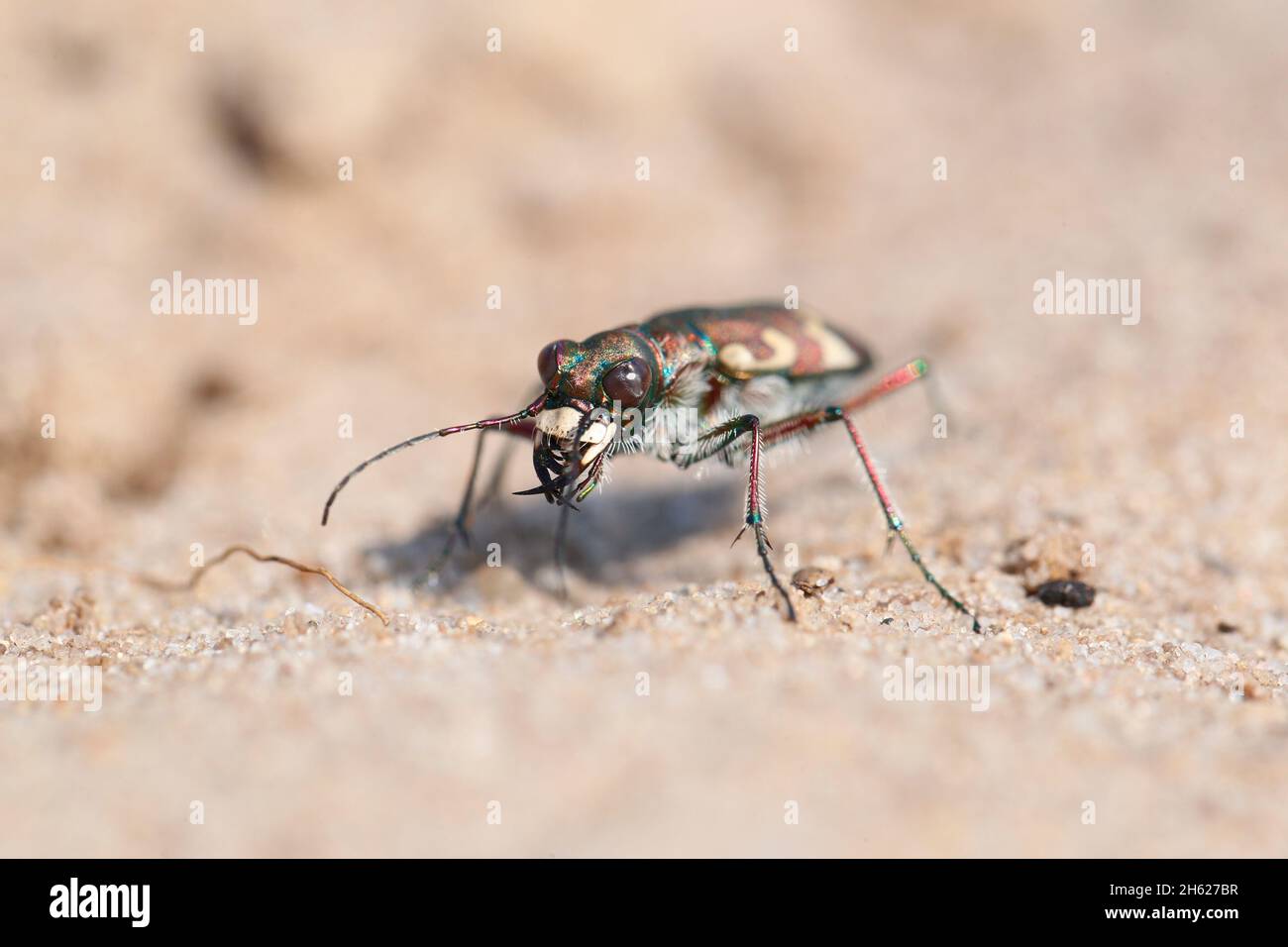 duner le coléoptère du tigre (cicindela hybrida) sur un sentier sablonneux Banque D'Images