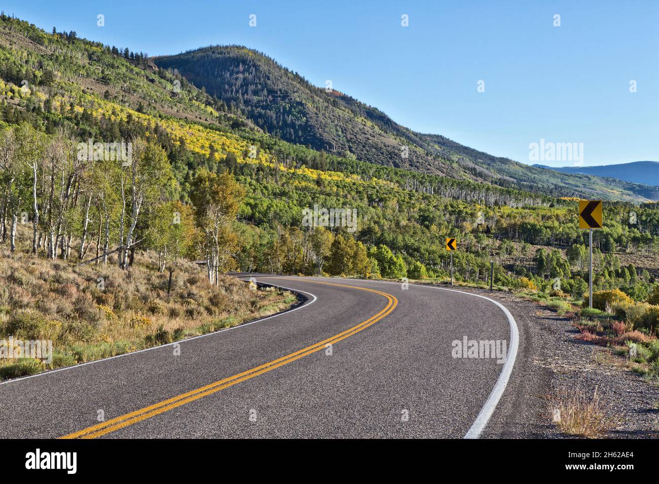 Fin septembre, Quaking Aspens, Pando Clone 'Populus tremuloides' Utah SR-25.Fin septembre. Banque D'Images