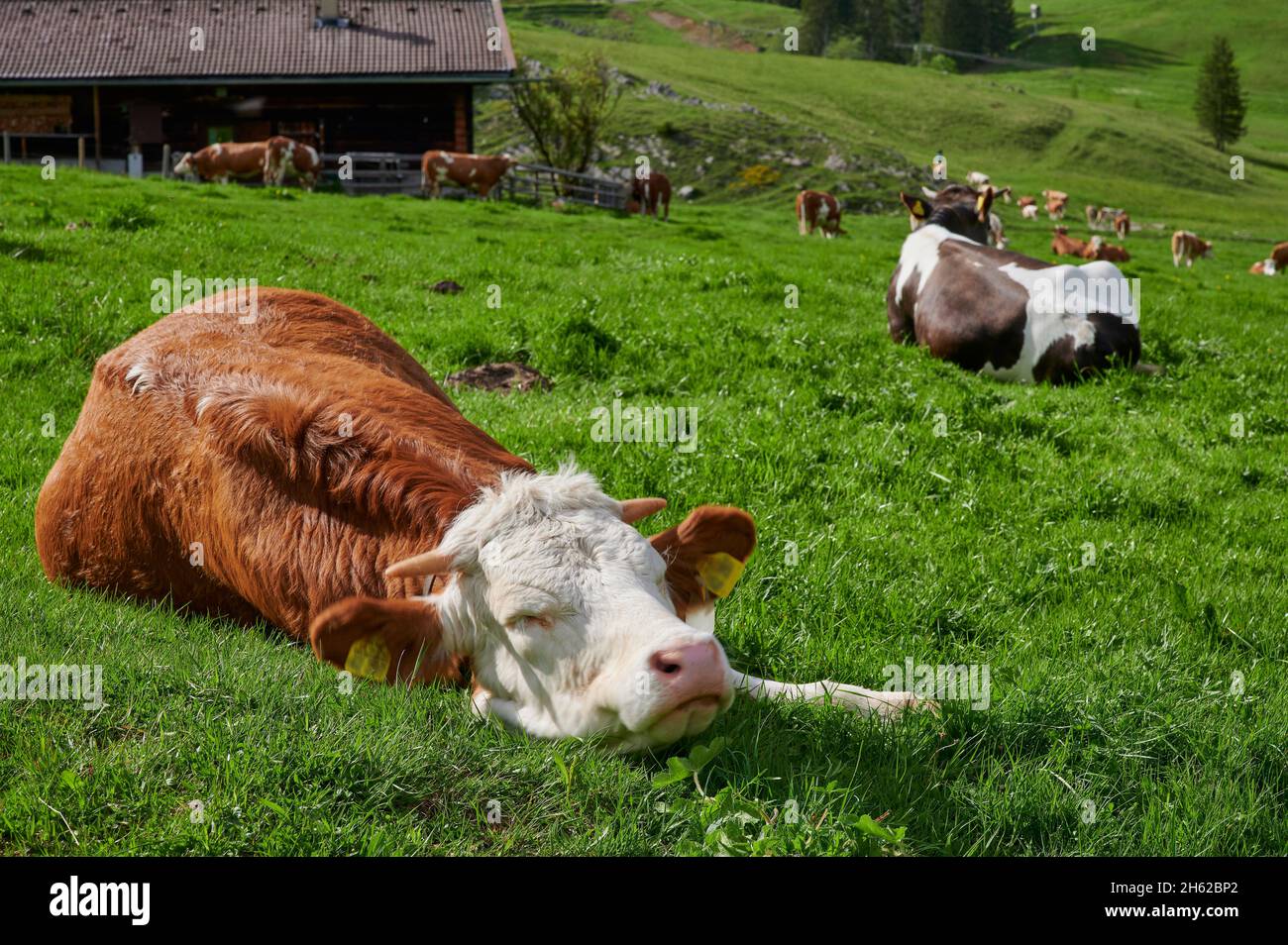 vaches sur le pâturage alpin dans les alpes bavaroises Banque D'Images