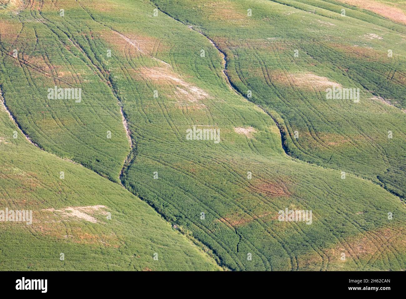 détail de prairie verte sur les collines de la crète senesi,asciano,sienne,toscane,italie Banque D'Images