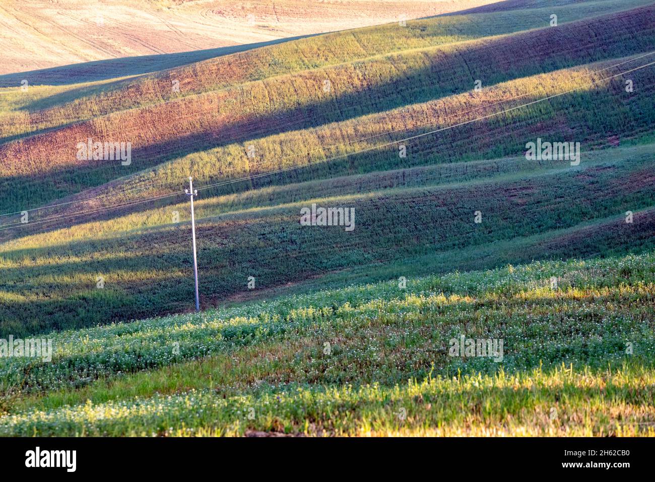 détail de prairie verte sur les collines de la crète senesi,asciano,sienne,toscane,italie Banque D'Images