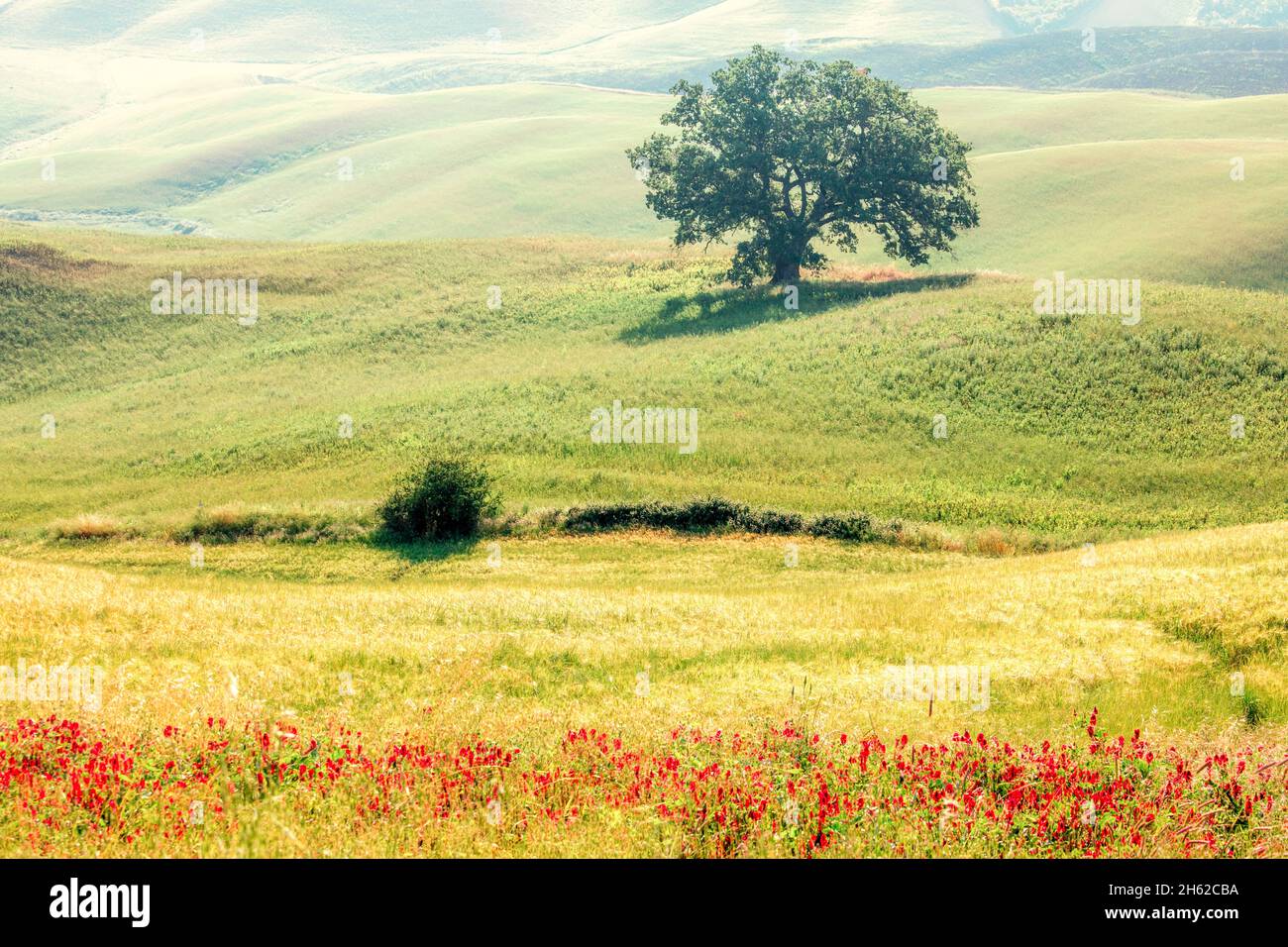 arbre solitaire dans le vert des collines ondoyantes de crète senesi, asciano, sienne, toscane Banque D'Images