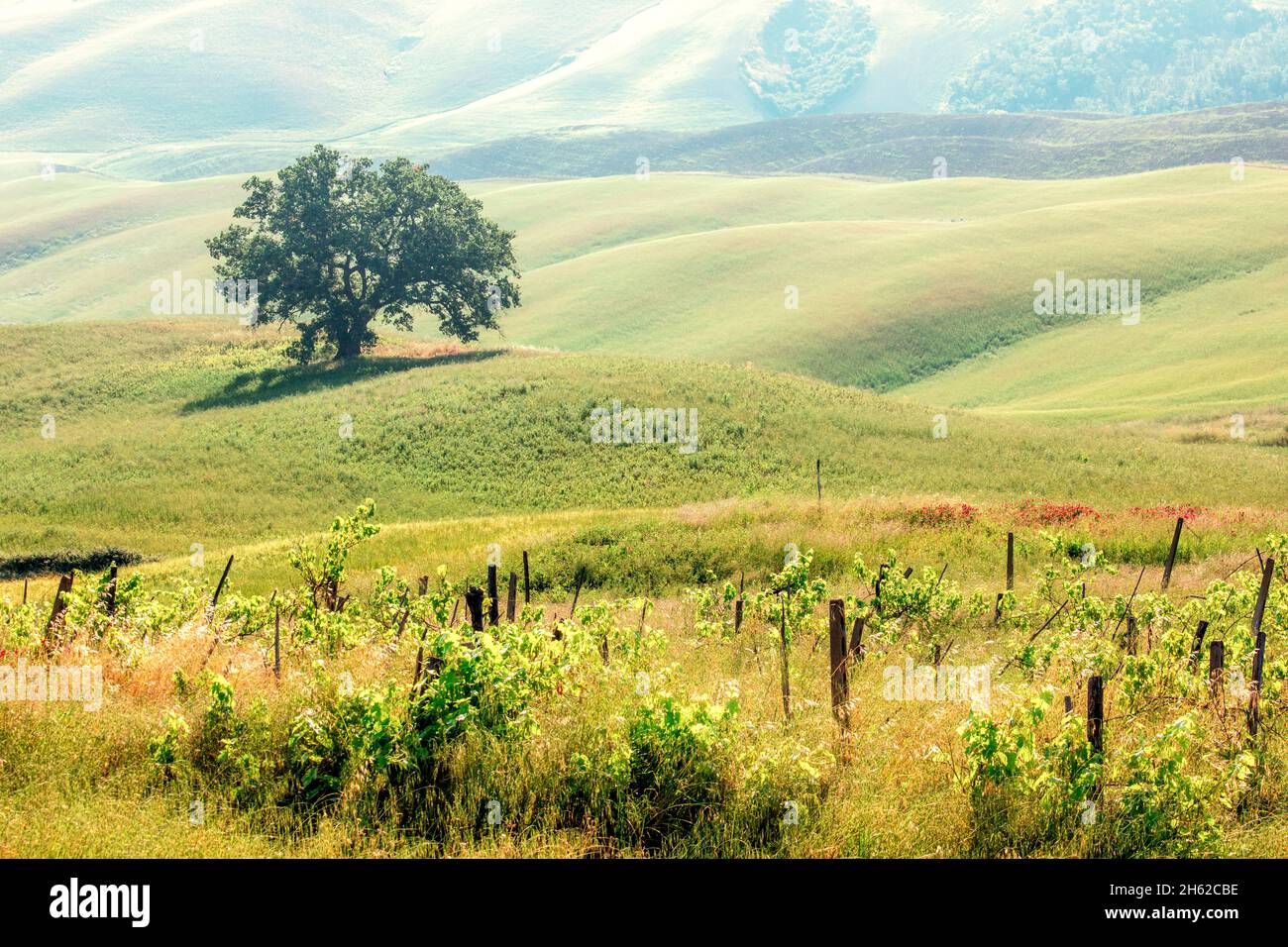 arbre solitaire dans le vert des collines ondoyantes de crète senesi, asciano, sienne, toscane Banque D'Images
