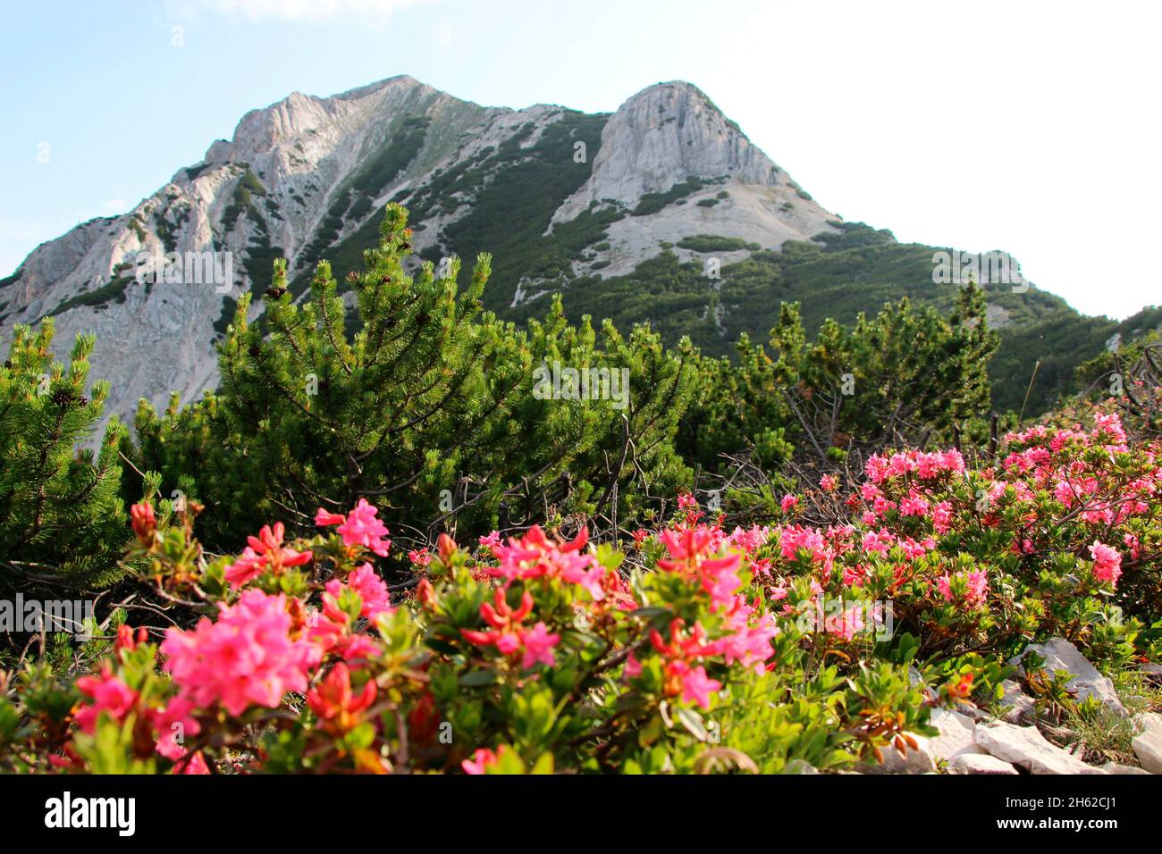 randonnée,vue au sommet du brunnsteinspitze (2197 mètres),en premier plan les roses alpines fleurissent derrière eux pins,pinus mugo,pin de montagne,autriche,tyrol,scharnitz,karwendel parc naturel, Banque D'Images