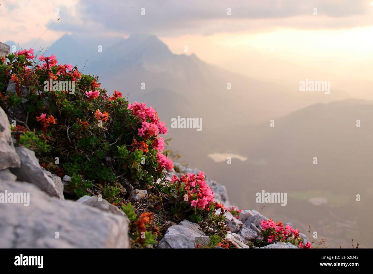 roses alpines, rosier alpin (rhododendron ferrugineum) sur le karwendel, au sommet de la vierspitze 2054 m, à l'heure du soir, en arrière-plan lautersee, montagnes wetterstein, allemagne, bavière, haute-bavière, werdenfelland, vallée d'isar, mittenwald Banque D'Images