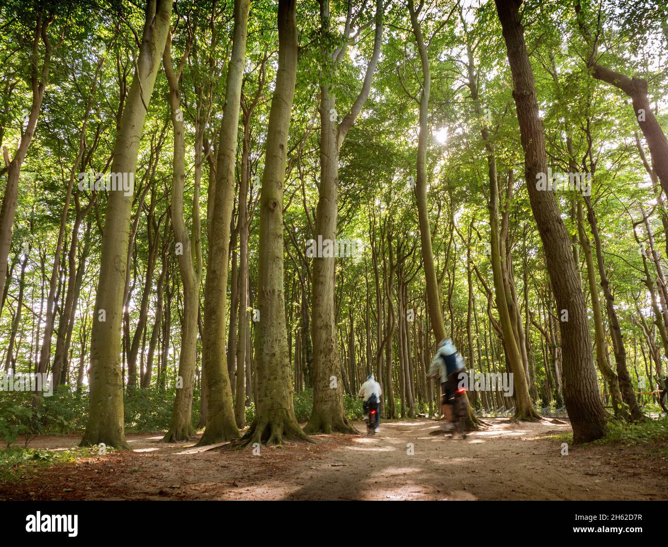 visite en vélo le long des falaises boisées de la mer baltique près de warnemünde Banque D'Images