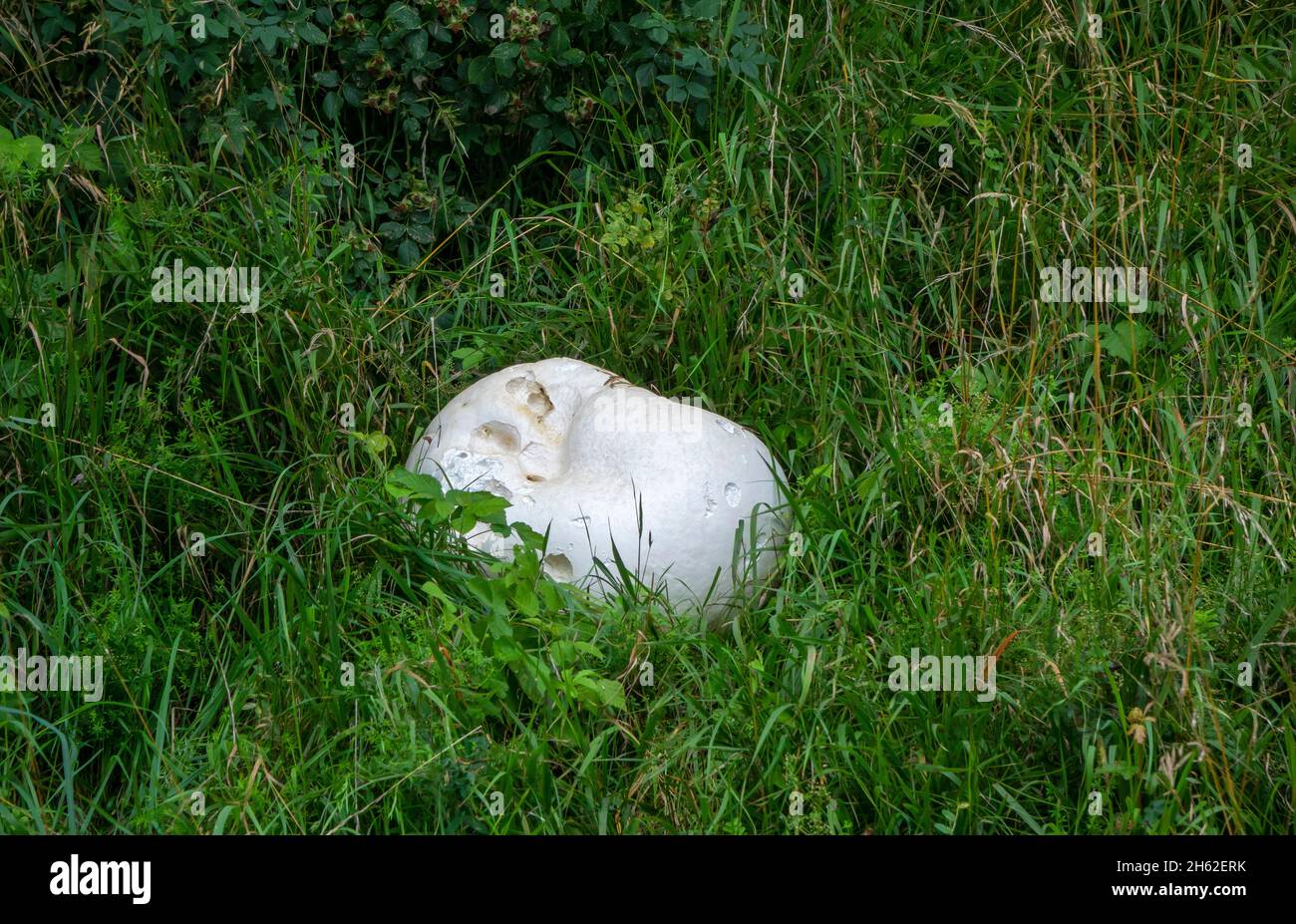 le boviste géant est un champignon de prairie facilement identifiable avec un corps de fructification extraordinairement grand de la famille des champignons parents. Banque D'Images