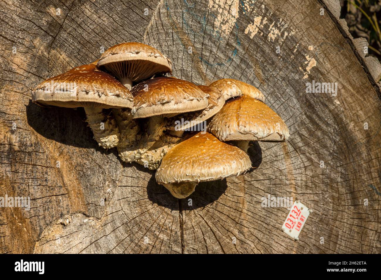le peuplier schüppling est un type de champignon de la famille des trümmling parents (strophariaceae). peuplier schüppling sur les nutzhoz de longue âge Banque D'Images