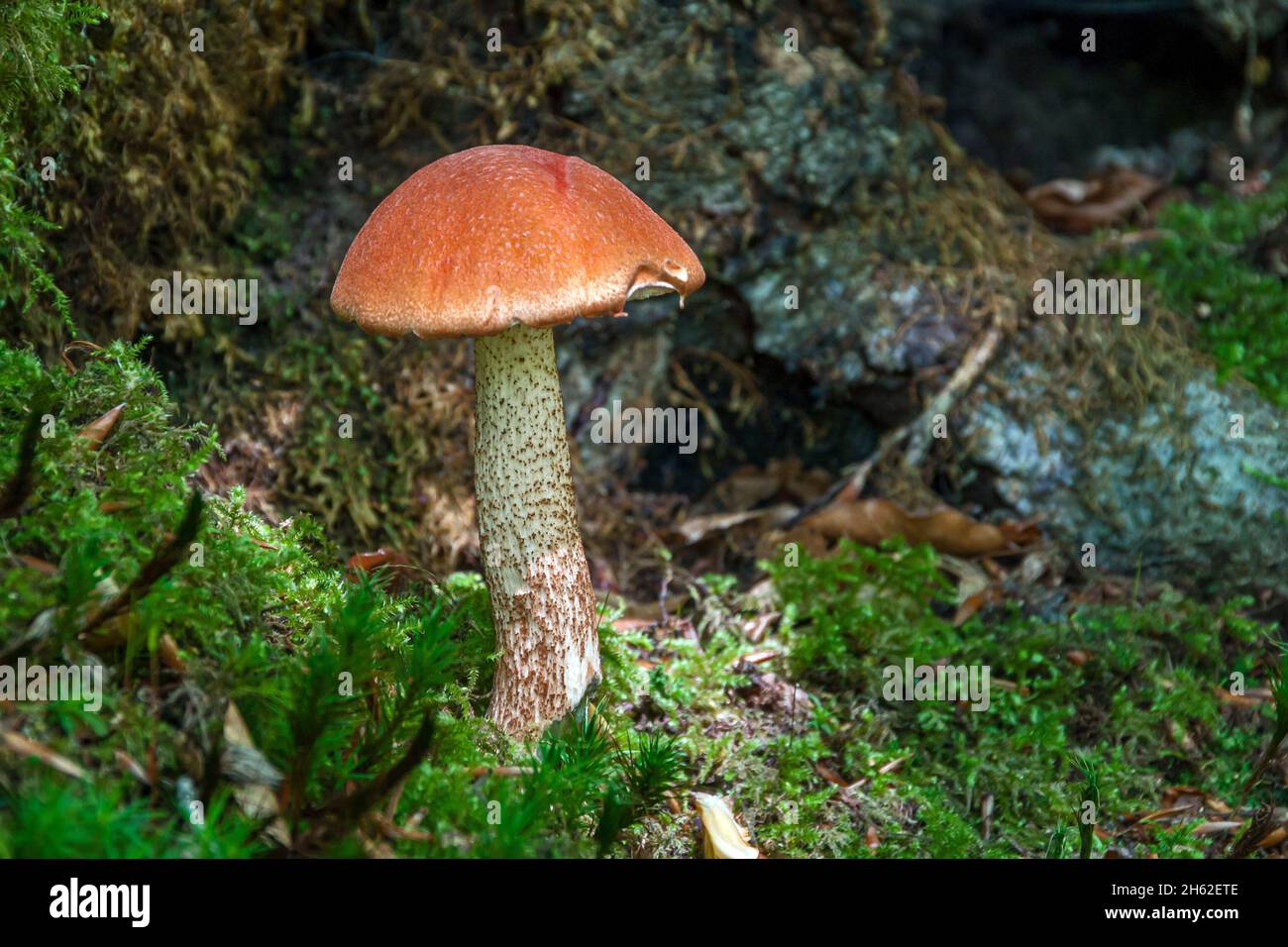 la calotte rouge de la forêt décidue, également la calotte rouge de chêne ou le tétras de chêne, est un type de champignon de la famille des parents de boletus épais. Banque D'Images