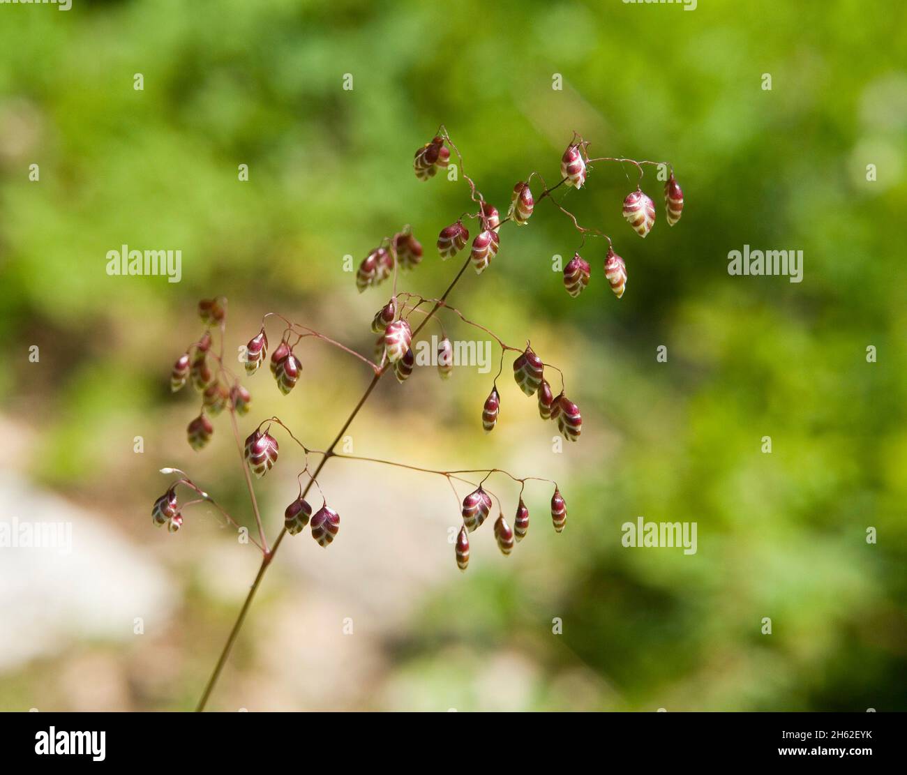 l'herbe tremblante du milieu, également connue sous le nom d'herbe tremblante commune ou commune, est une herbe appartenant à la famille des herbes douces qui se produit sur les prairies rugueuses. Banque D'Images