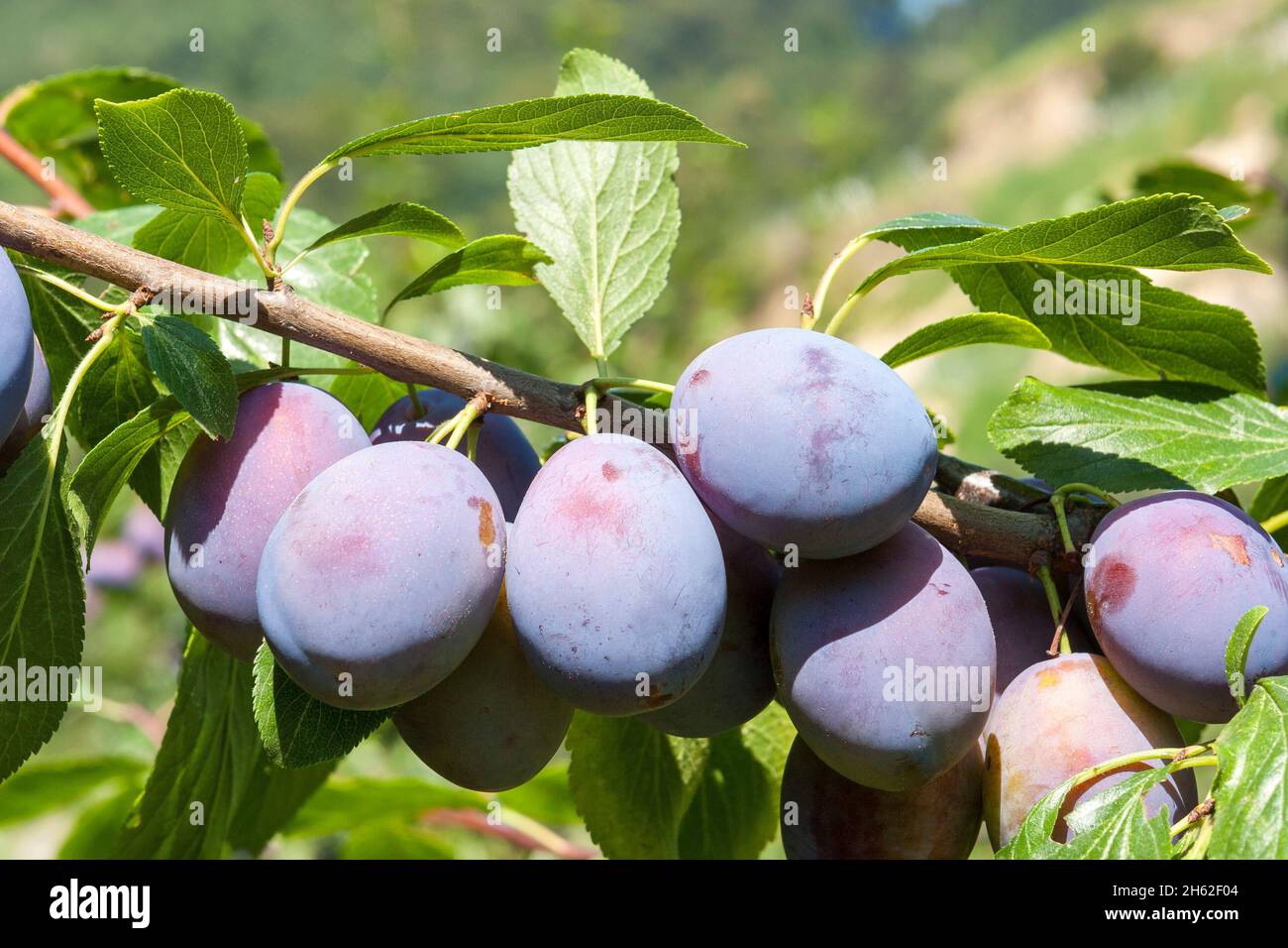 allemagne,bade-wurtemberg,vogtsburg im kaiserstuhl,pruniers,prunus domestica,rosé famille rosacées,prunier zone de culture dans le paysage culturel kaiserstuhl. Banque D'Images