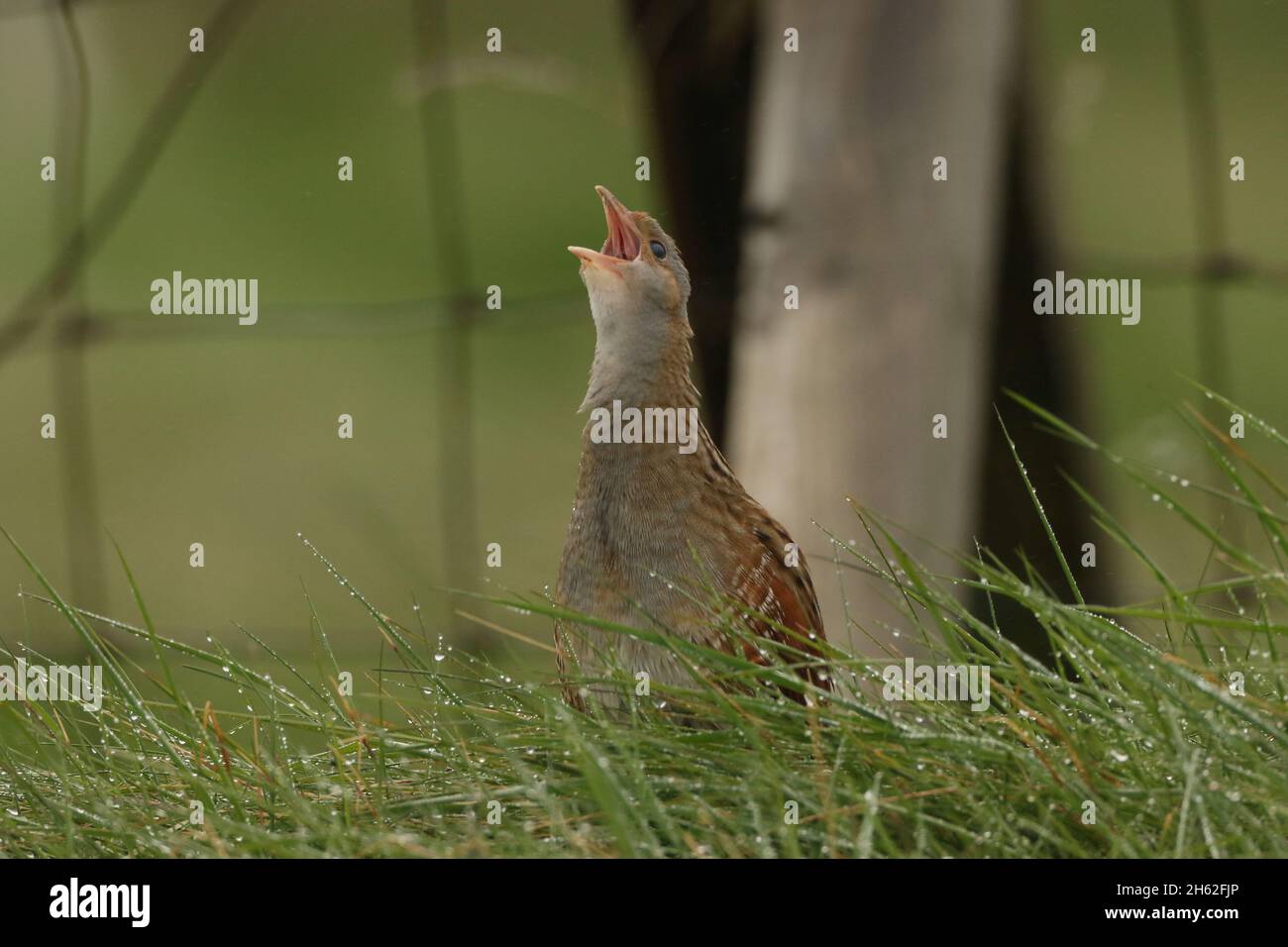 corncrake, une espèce de reproduction printemps/été dans le nord de l'Écosse et sur les îles.Leur appel est inimitable, comme un chiffre courant le long d'une co Banque D'Images