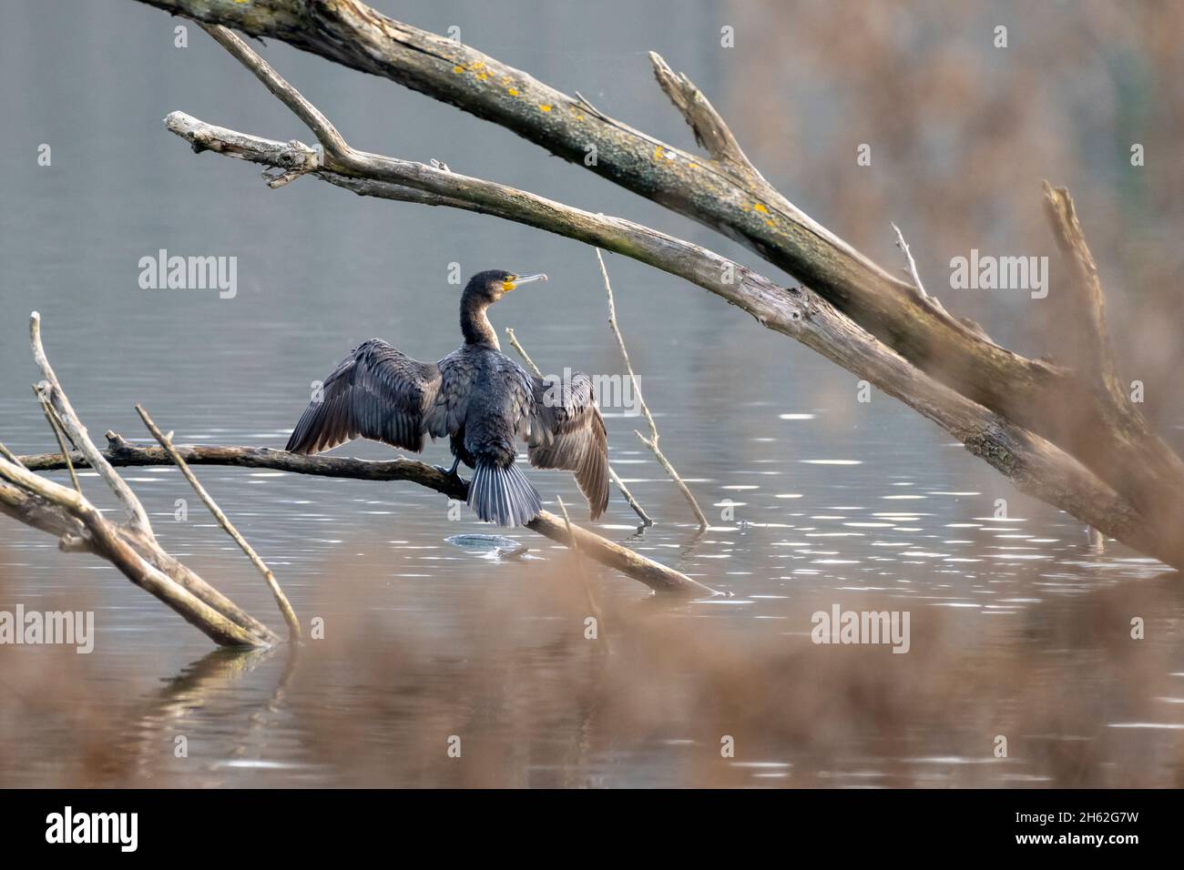 grand cormoran (phalacrocorax carbo) espèce d'oiseau de la famille des cormorans (phalacrocoracidae). Banque D'Images