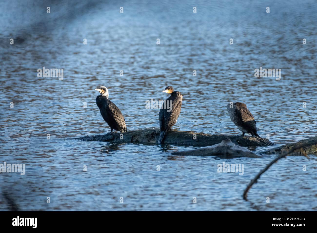 grands cormorans (phalacrocorax carbo) espèce d'oiseau de la famille des cormorans (phalacrocoracidae). Banque D'Images