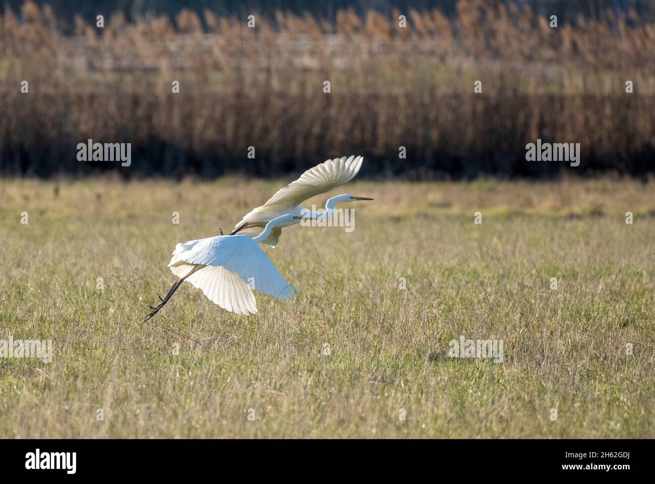 grand aigreet (ardea alba) en vol Banque D'Images