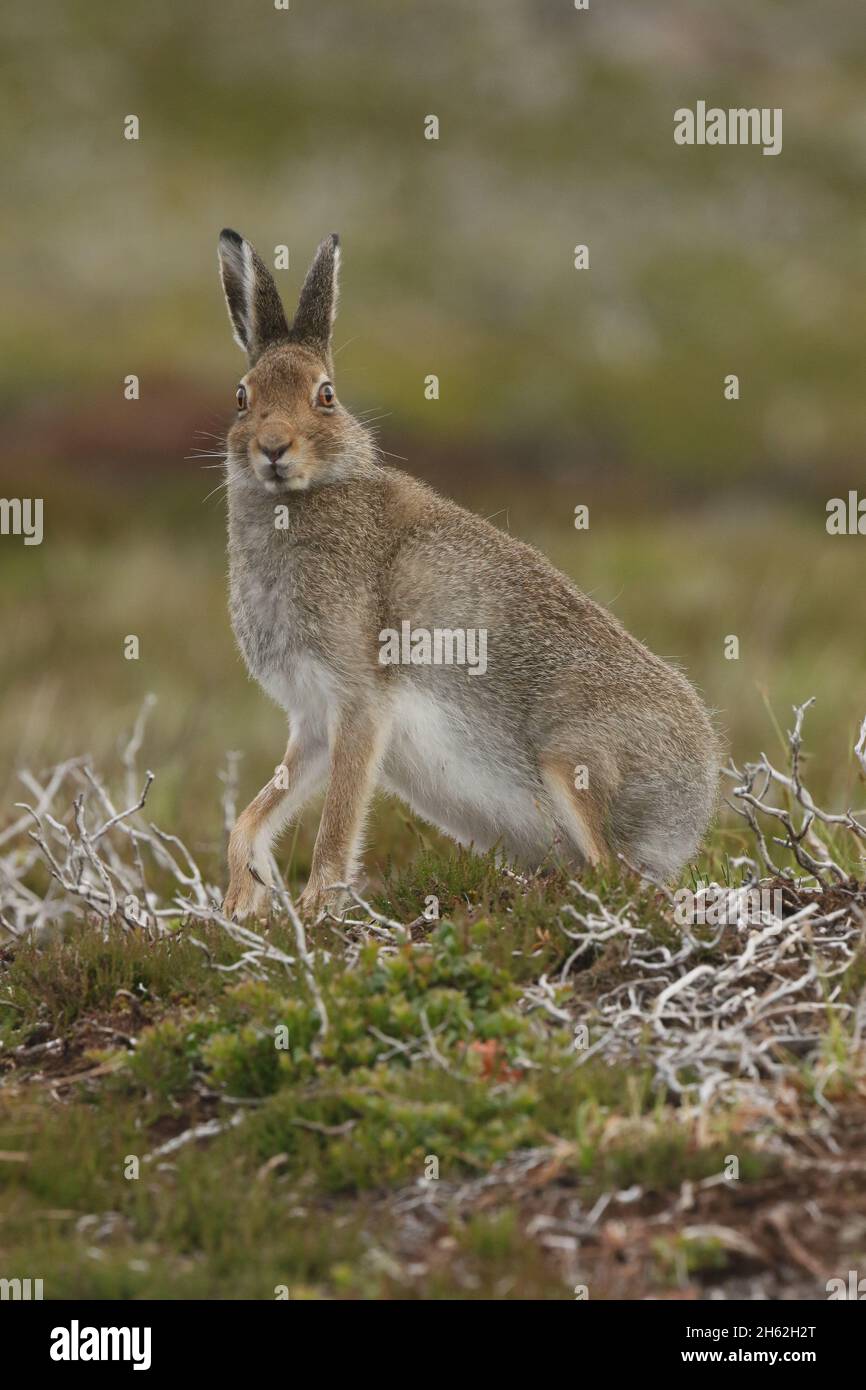 On trouve des lièvres d'Amérique ou des lièvres bleues sur les landes et les prairies, des montagnes basses aux hautes.Ils moult de brun en été à blanc en hiver Banque D'Images