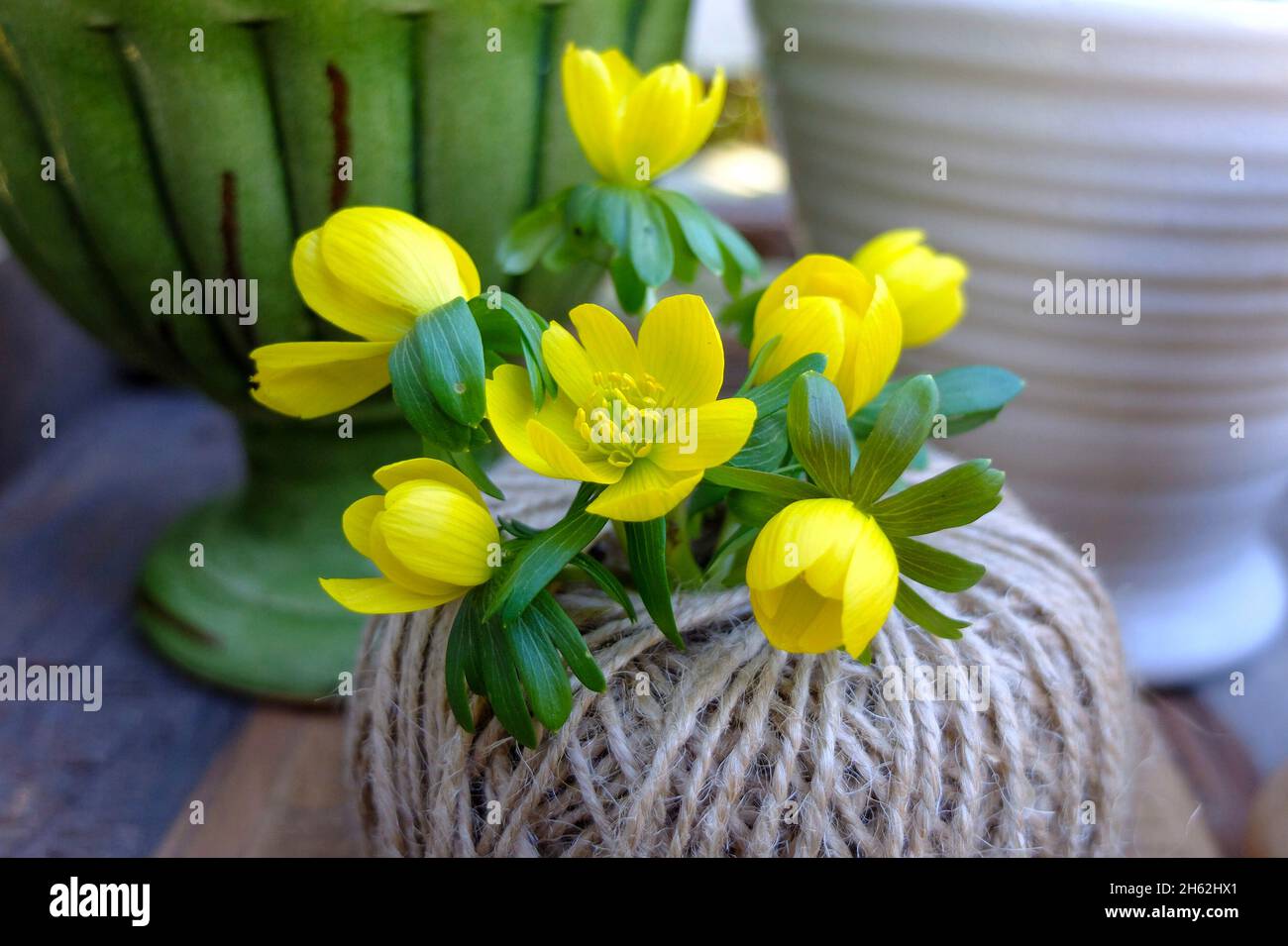 hivernal (eranthis hyemalis), décoratif dans une boule de laine comme vase Banque D'Images
