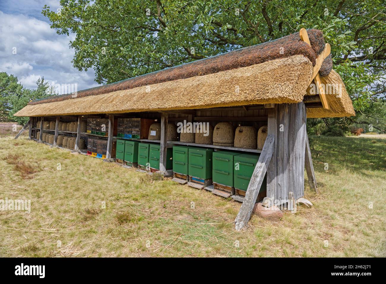 apiary dans la lande de lueneburg,basse-saxe,allemagne,europe Banque D'Images