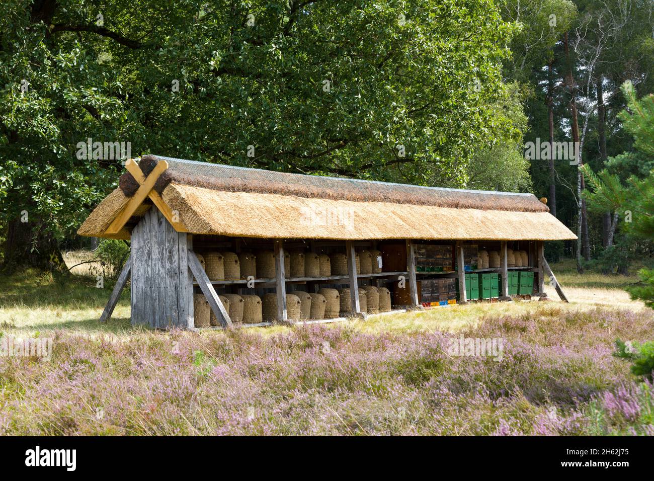 apiary dans la lande de lueneburg,basse-saxe,allemagne,europe Banque D'Images