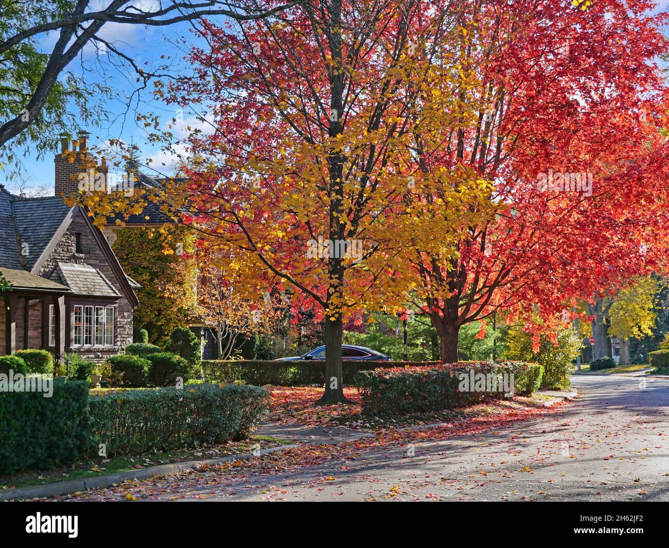 Rue résidentielle suburbaine avec des érables aux couleurs éclatantes de l'automne Banque D'Images