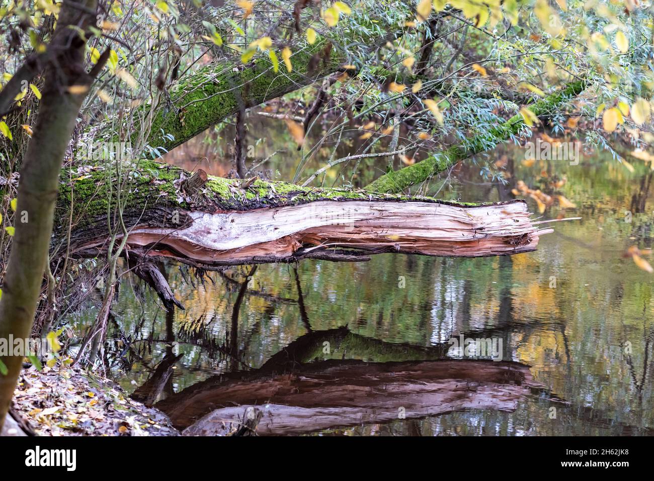 Un tronc d'arbre brisé passe horizontalement au-dessus de l'eau. Banque D'Images