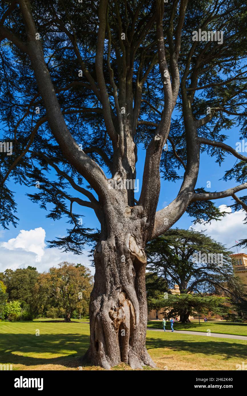 angleterre, île de wight, cowes est, osborne house, l'ancienne maison palatiale de la reine victoria et le prince albert, arbres dans le jardin Banque D'Images