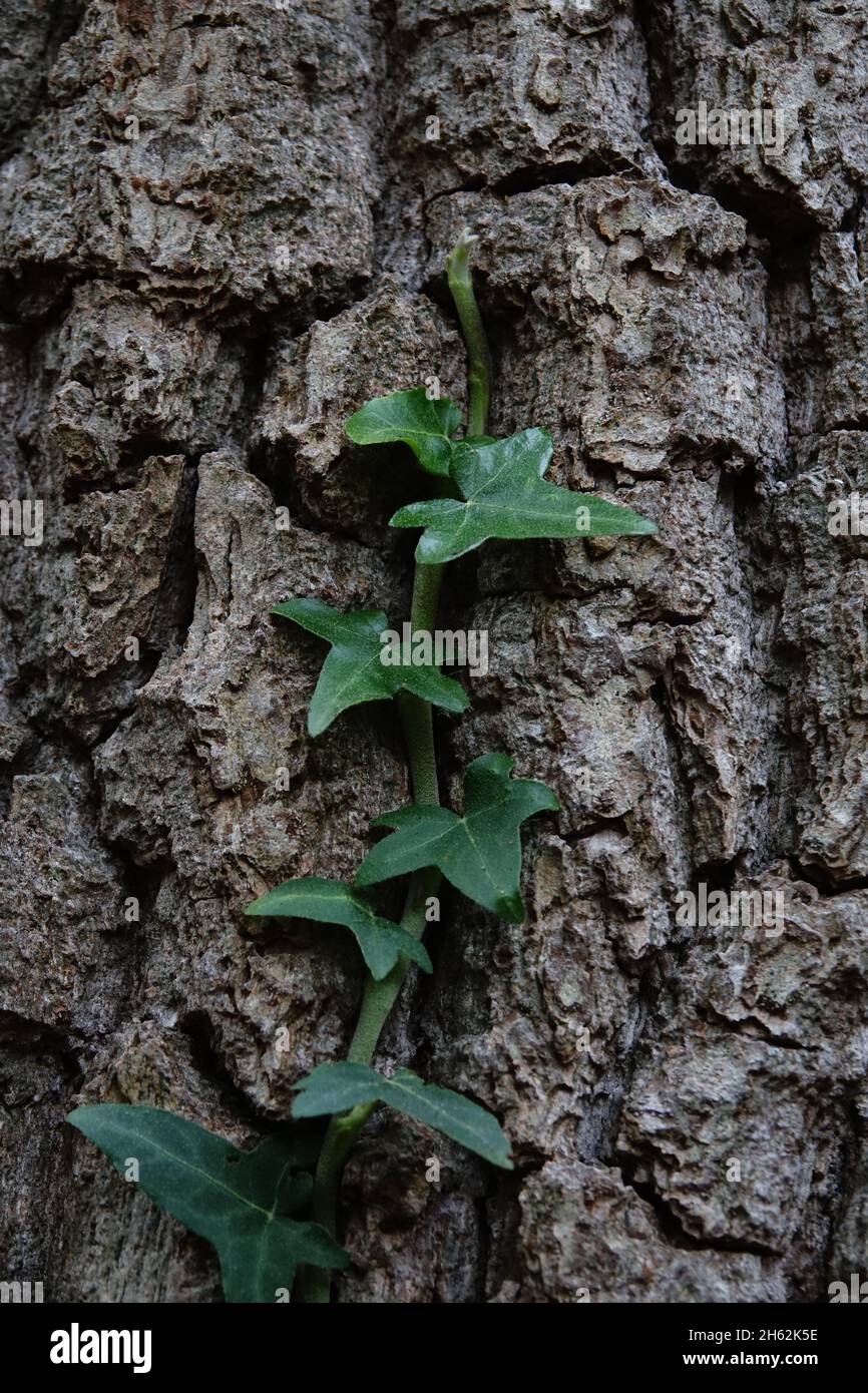 détail d'un tronc d'arbre brun avec edera vert dans les bois en automne Banque D'Images
