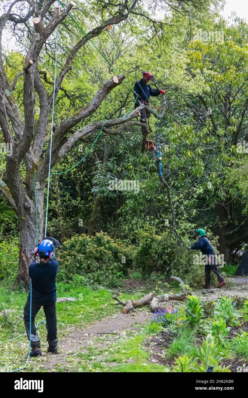 angleterre,hampshire,romsey,ammpfield,hillier gardens,tree surgeon abattage arbre malade avec tronçonneuse Banque D'Images