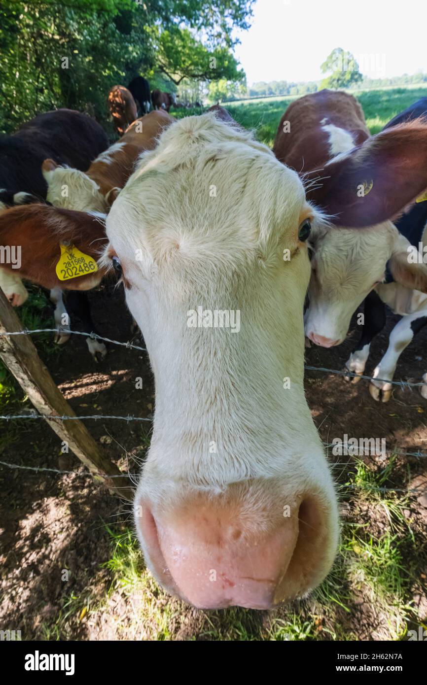 angleterre,hampshire,farleigh wallap,vaches Banque D'Images