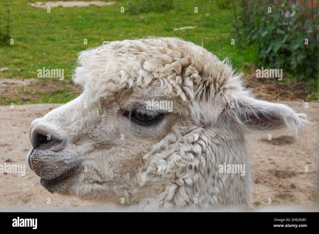 angleterre,hampshire,nouvelle forêt,nouvelle milton,le musée de la moto sammy miller,la ferme animale,alpaca Banque D'Images