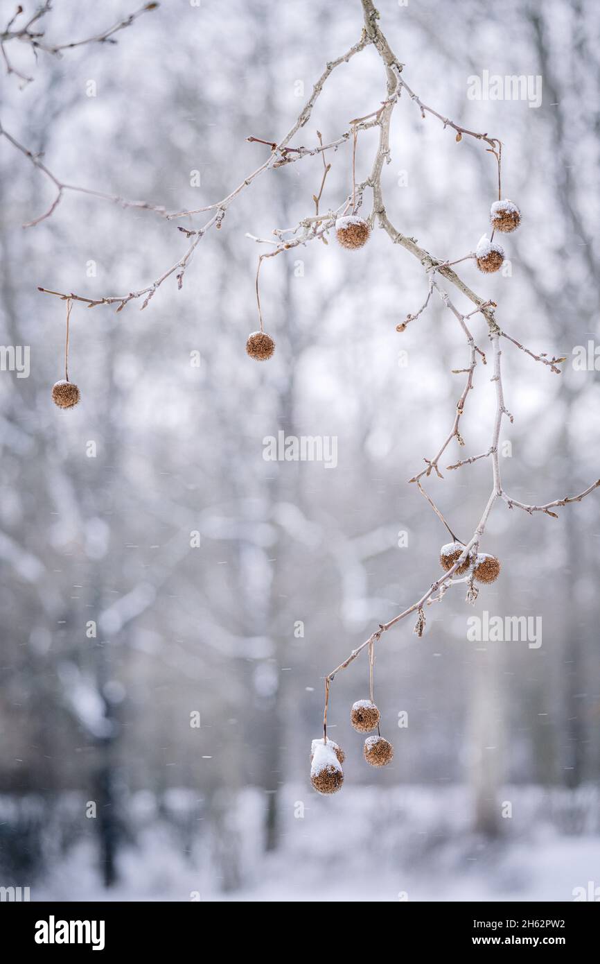 arbre de plan américain,platanus occidentalis,neige,allemagne,hiver Banque D'Images