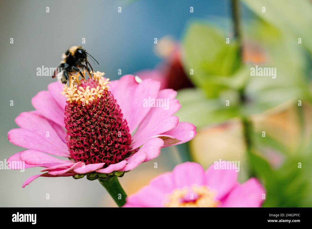 bumblebee foncé,bombus terrestris,zinnia,zinnia elegans,leipzig,saxe,allemagne,été Banque D'Images