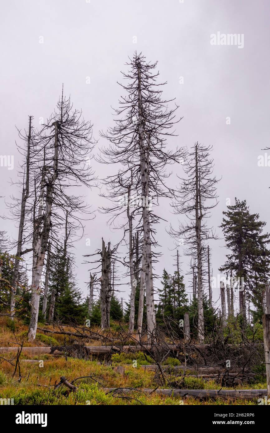 arbres morts,conifères,schierke,harz,saxe-anhalt,allemagne Banque D'Images